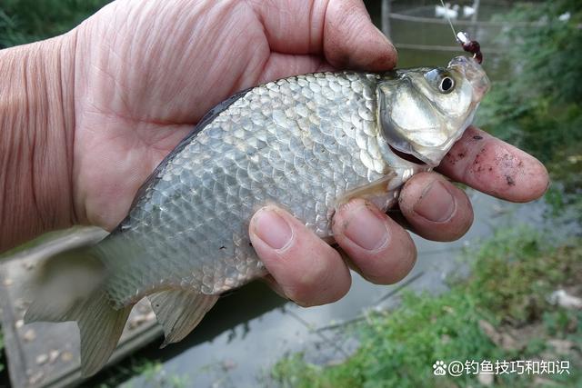 初春鲫鱼钓深还是钓浅？春钓鲫鱼的深浅规律