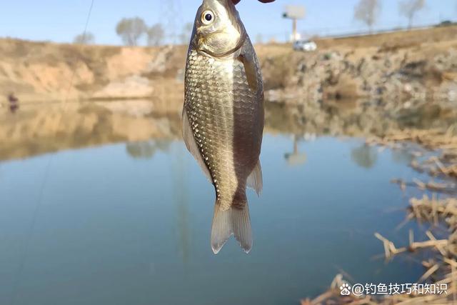 初春鲫鱼钓深还是钓浅？春钓鲫鱼的深浅规律