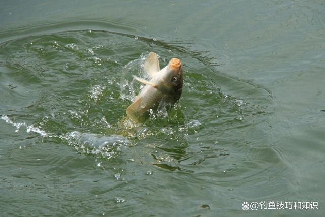 滑口鲤鱼怎么钓？ 滑口鲤鱼的5个觅食特点