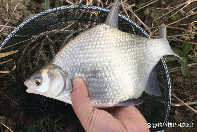 开春钓鳊鱼的4个技巧，体验钓鳊鱼疯狂连竿