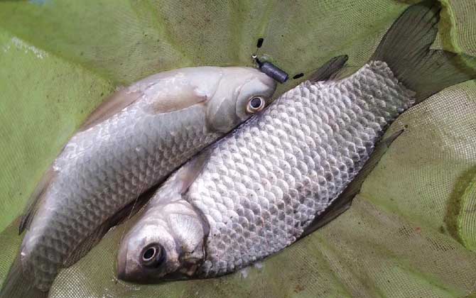 野钓鲫鱼的特效小药及注