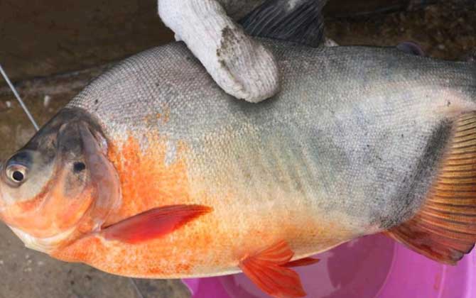 红鲳鱼是什么水层的鱼？