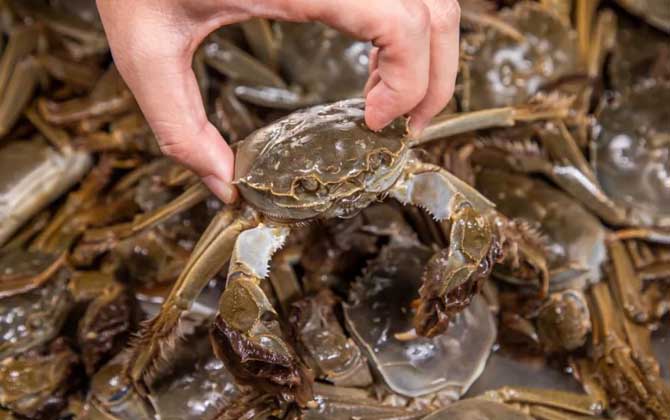 梁子湖大闸蟹