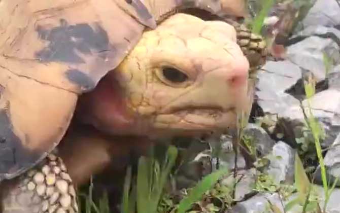 缅甸陆龟