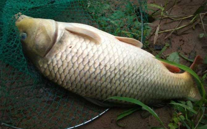 野钓鲤鱼