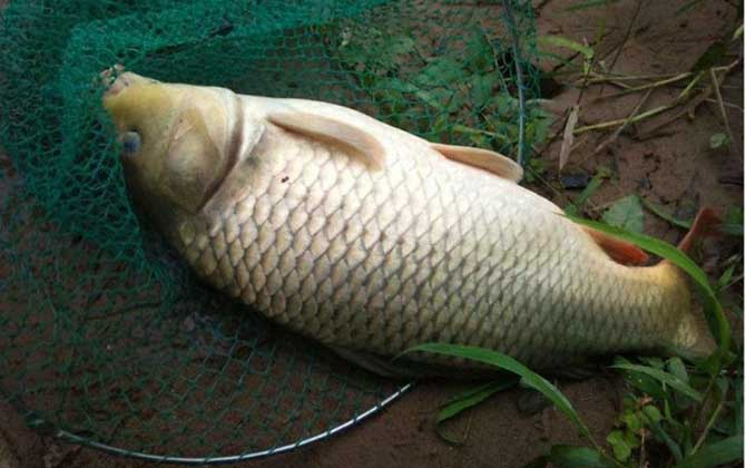 野钓鲤鱼