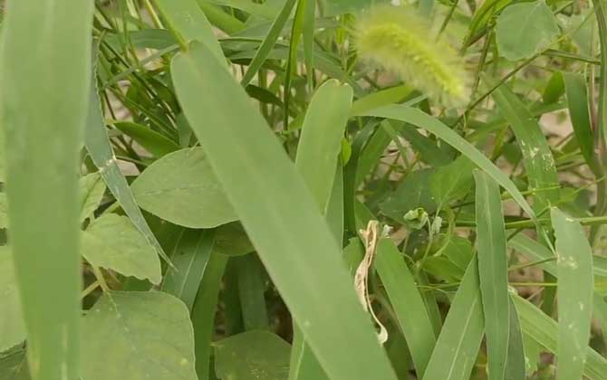 青草嫩叶