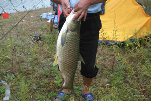 分享三款钓草鱼的植物性饵料配方