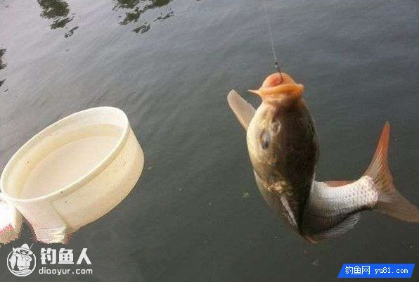 黑坑春钓鲤鱼的饵料搭配，5款