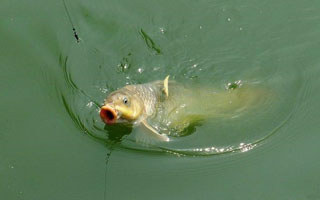 钓鲤鱼饵料之玉米糁的妙用