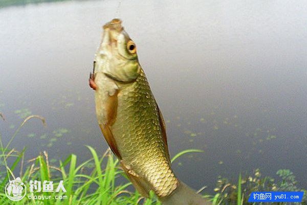 秘制钓鲫鱼的诱饵配方分享