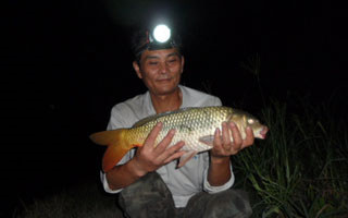 野河夜钓鲤鱼的打窝用饵技巧