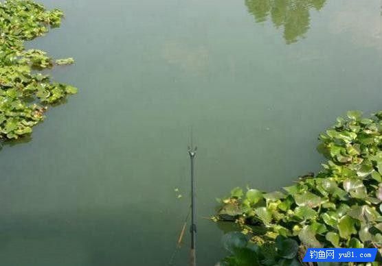 钓鱼别盲目，3招辨别水中是否有鱼！