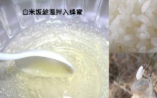 28种天然钓鱼饵料，高手总结很实用