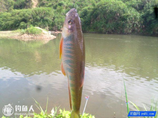 河流鱼口稀少的秘制饵料制作（附渔获）