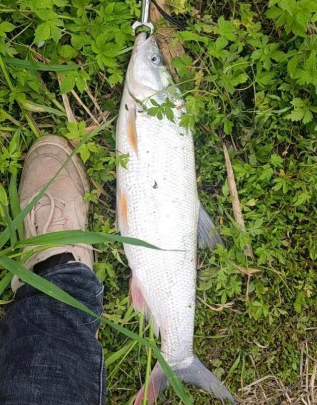 野河，最好钓七种鱼排名及钓法