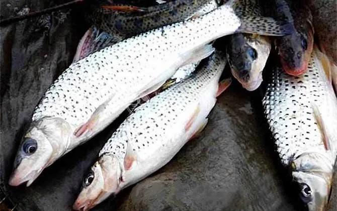 野河，最好钓七种鱼排名及钓法