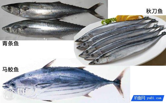 罗非鱼的冻饵自制方法及饵料配方的使用