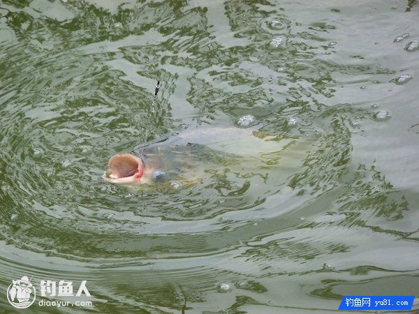 钓友分享夏季钓鲢鳙鱼的自制饵料配方