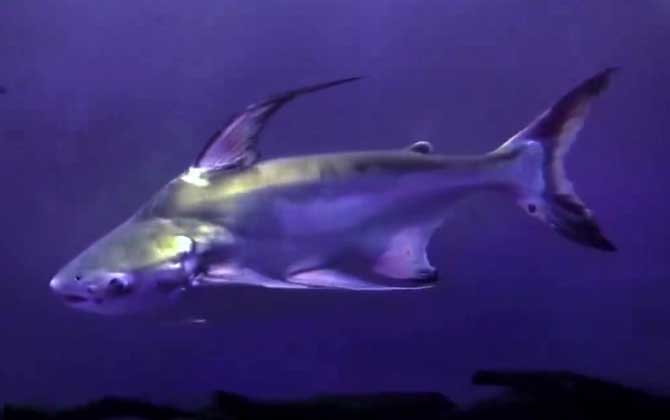 成吉思汗鲨长得快吗？