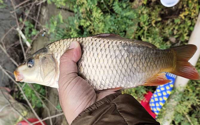 野钓鲤鱼