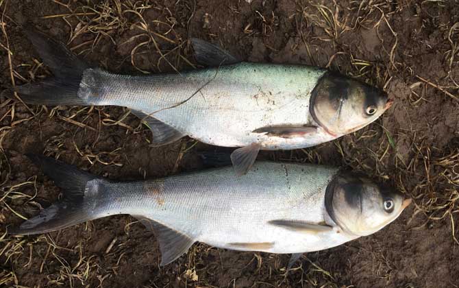 夏季钓鲢鳙最佳深度