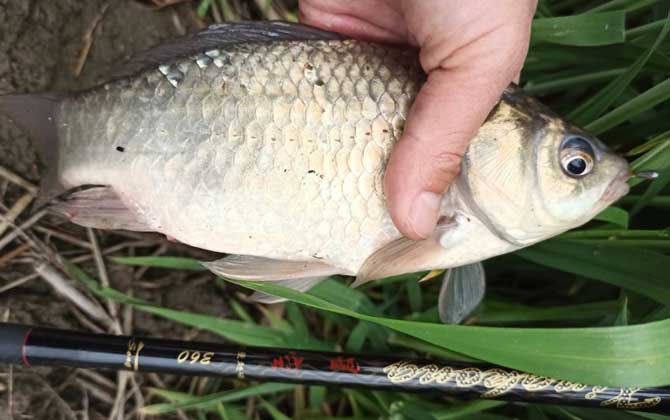 初夏什么鱼好钓？