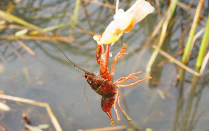 <b>钓小龙虾的季节是几月份？</b>