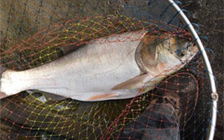 <b>浅谈鲢鳙饵料的调配要点及自制配方分享</b>