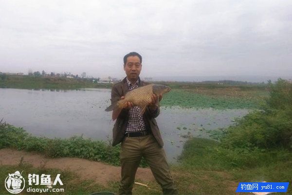 野钓鲤鱼