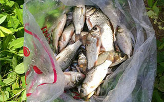 借鉴中医原理,制作奇效鱼饵配方