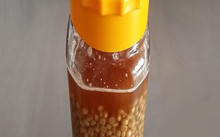 图文分享自制钓麦饵料春季钓鱼