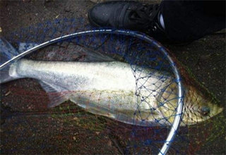 自制发酵糟食饵料,水库钓获89斤