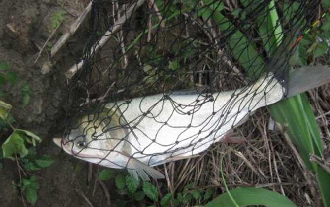 钓白鲢鱼浮钓法一般钓多深?