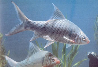 生熟豆腐渣制作的钓鱼饵料