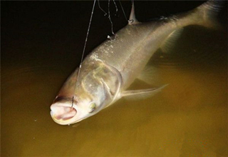 臭玉米饵料的制作与使用